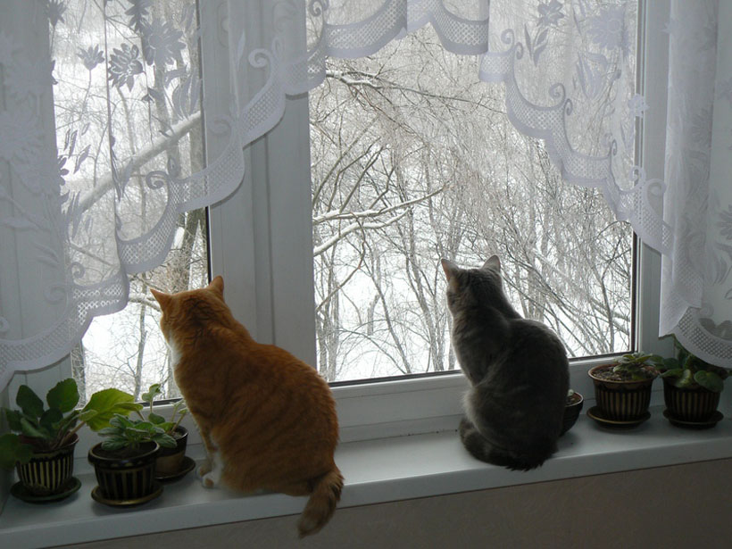 Стучит подоконник. Кошка на окне. Кот на подоконнике зимой. Кошки на окошке. Кот на зимнем подоконнике.