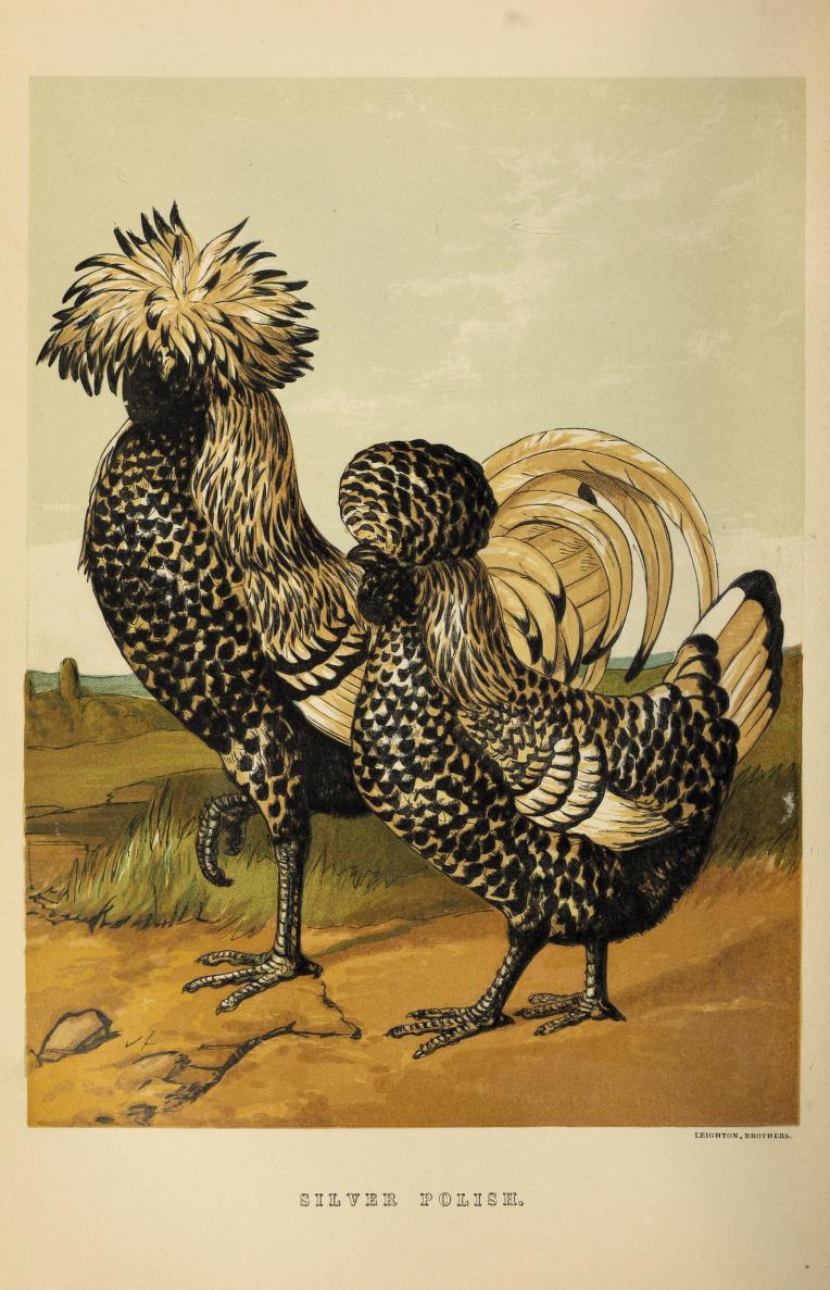 color illustrations of silver polish variety chickens